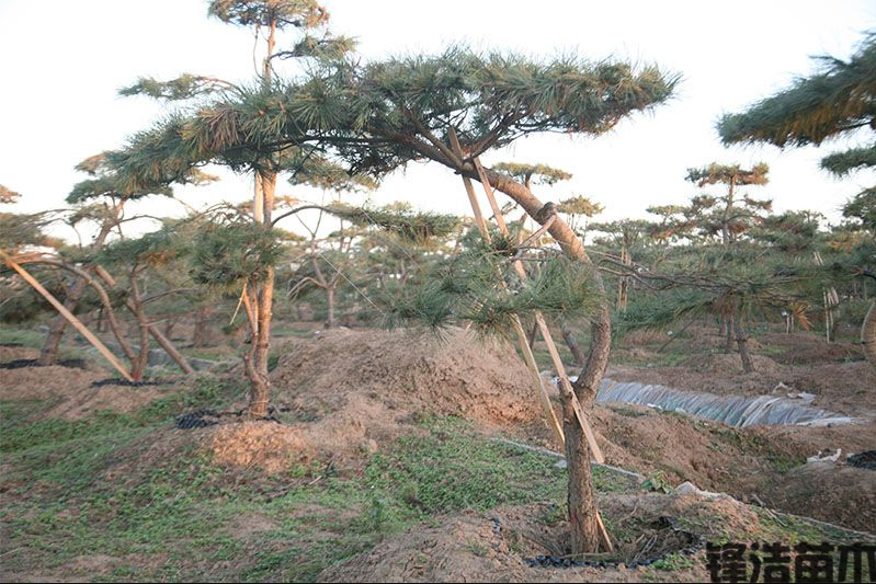 造型油松